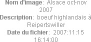 Nom d'image:  Alsace oct-nov 2007
Description:  boeuf highlandais à Reipertswiller
Date du fichier:  2007:11:15 16:14:00